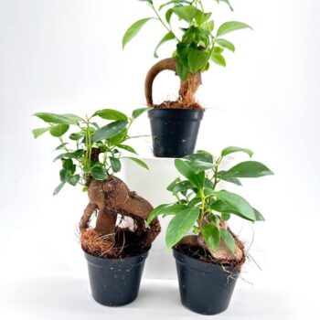 Triangular arrangement of potted plants with unique trunks and vibrant green leaves on white background.