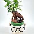 Bonsai plant in whimsical face pot with glasses, featuring lush green leaves and textured base.