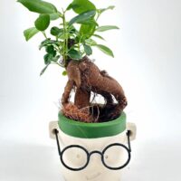 Bonsai plant in whimsical face pot with glasses, featuring lush green leaves and textured base.