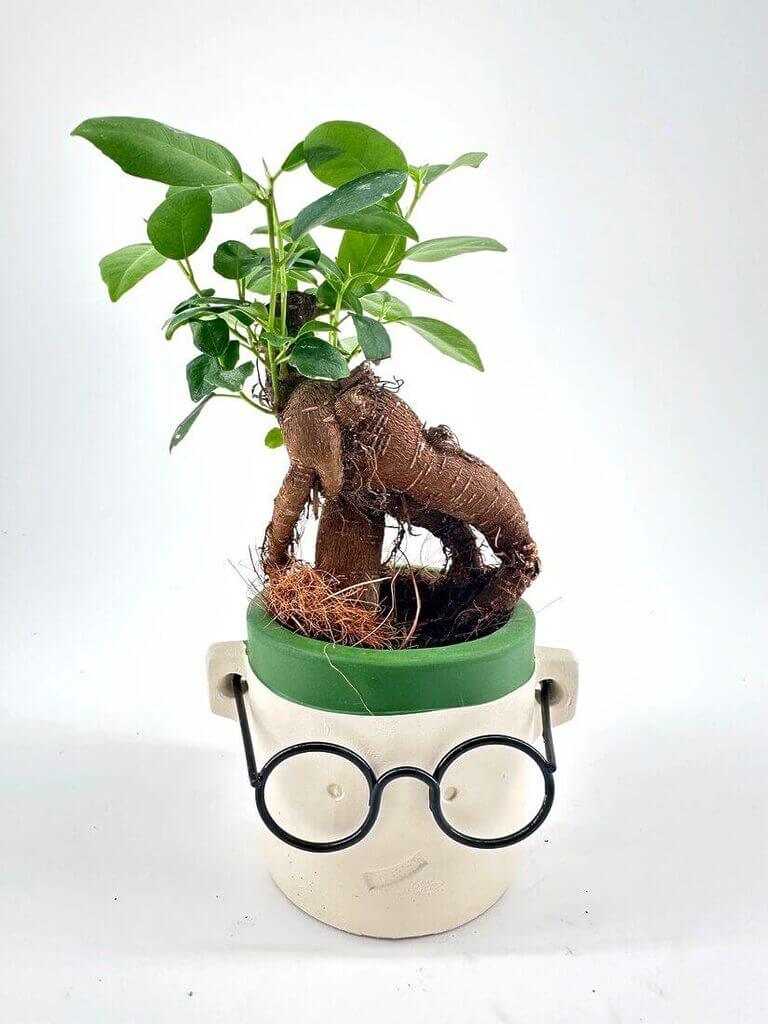 Plant Accessories
