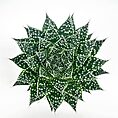 Overhead view of symmetrical succulent plant with dark green leaves and white spots.