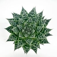 Overhead view of symmetrical succulent plant with dark green leaves and white spots.