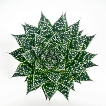 Overhead view of symmetrical succulent plant with dark green leaves and white spots.