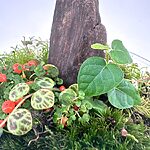Natural Rustic Driftwood For Terrarium Art Craft