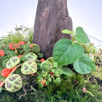 Miniature terrarium scene featuring wood, vibrant greenery, and colourful berries in soft light.