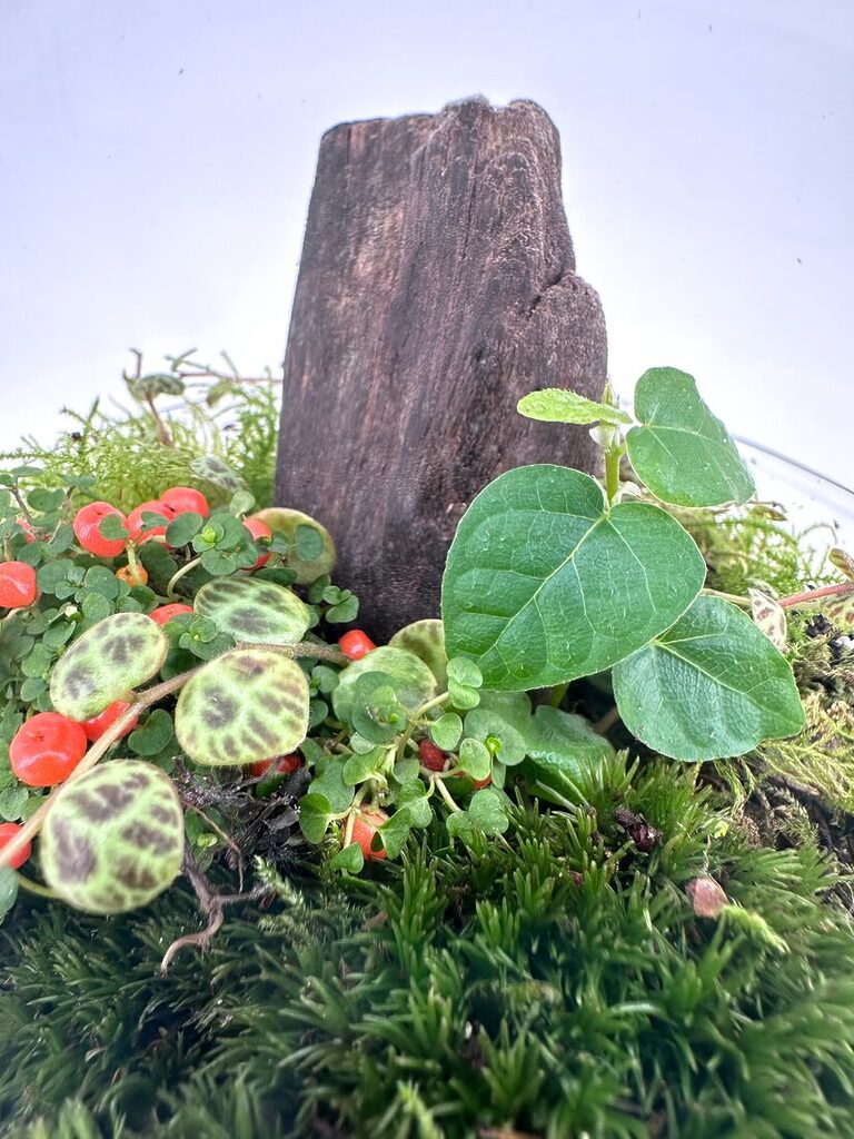 Miniature terrarium scene featuring wood, vibrant greenery, and colourful berries in soft light.