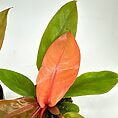 Vibrant plant with striking peach-orange leaf amidst lush green foliage.
