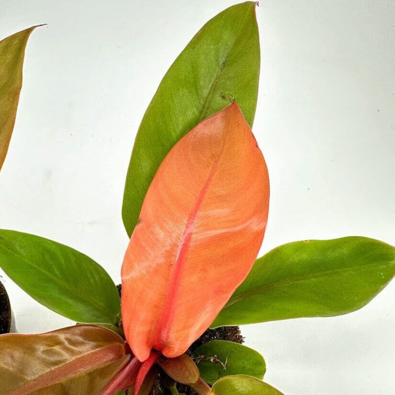 Striking Peach-Orange Leaf Among Lush Green Foliage Vibrant plant with striking peach-orange leaf amidst lush green foliage.