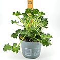 Vibrant potted plant with lush leaves and measuring stick for growth comparison.