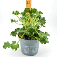 Vibrant potted plant with lush leaves and measuring stick for growth comparison.