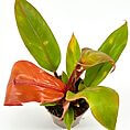 Vibrant indoor plant with glossy green and reddish-brown leaves in a clear pot.