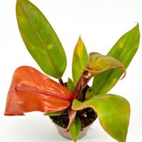 Vibrant indoor plant with glossy green and reddish-brown leaves in a clear pot.