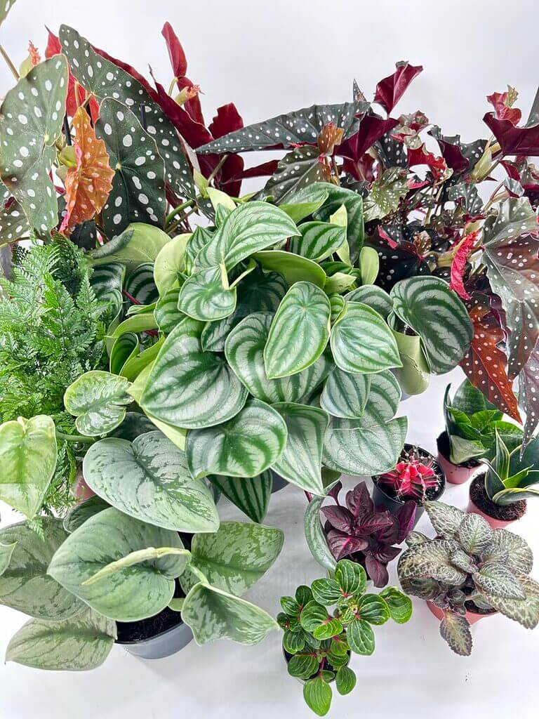 Houseplants