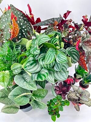 Houseplants