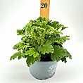 Thriving geranium plant with green foliage and growth marker in elegant gray pot.