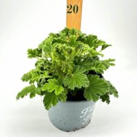 Thriving geranium plant with green foliage and growth marker in elegant gray pot.
