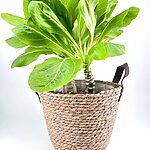 Brighamia Insignis Hawaiian Palm