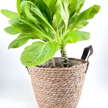 Vibrant green potted plant in a woven basket, perfect for indoor decor and gardening enthusiasts.