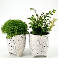 Charming potted plants in speckled ceramic pots on white backdrop: moss and leafy foliage.
