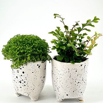 Charming potted plants in speckled ceramic pots on white backdrop: moss and leafy foliage.