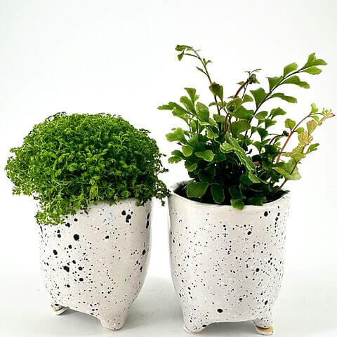 Charming potted plants in speckled ceramic pots on white backdrop: moss and leafy foliage.