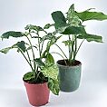 Vibrant potted plants in red and green pots against a minimalist white background.