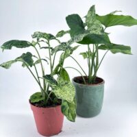 Vibrant potted plants in red and green pots against a minimalist white background.