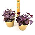 Purple-leaf plants in gold pots with a ruler for scale against a white background.