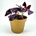 Purple Oxalis plant in a golden pot, showcasing vibrant heart-shaped leaves with new growth.