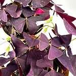 Oxalis Triangularis Purple Shamrock 12cm pot