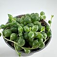 Vibrant String of Pearls succulent in a black pot, showcasing glossy, bead-like leaves.