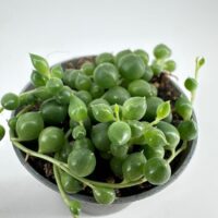 Vibrant String of Pearls succulent in a black pot, showcasing glossy, bead-like leaves.