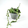 Vibrant string of pearls succulent in a modern gray pot, ideal for home decor.