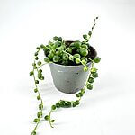 Senecio Rowleyanus String Of Pearls