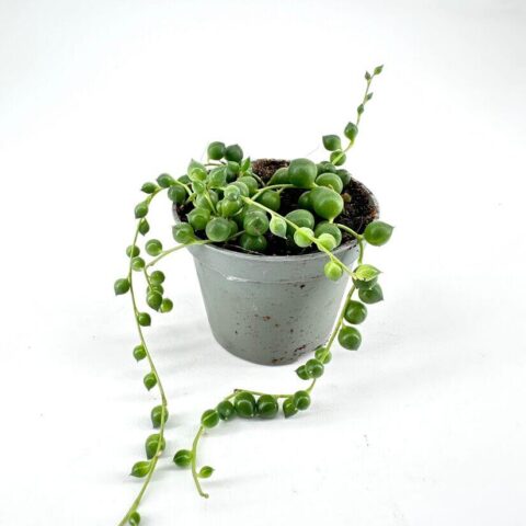 Vibrant string of pearls succulent in a modern gray pot, ideal for home decor.