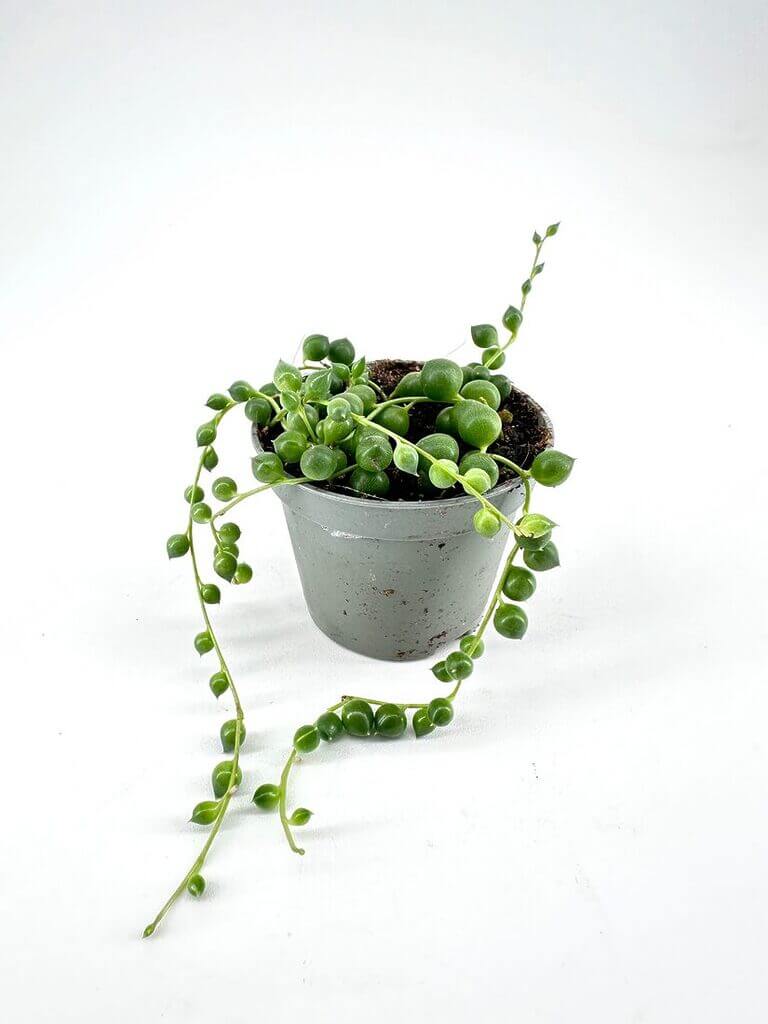 Vibrant string of pearls succulent in a modern gray pot, ideal for home decor.