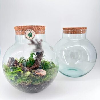 Vibrant glass terrarium with moss and wood creating a mini-ecosystem for home décor.