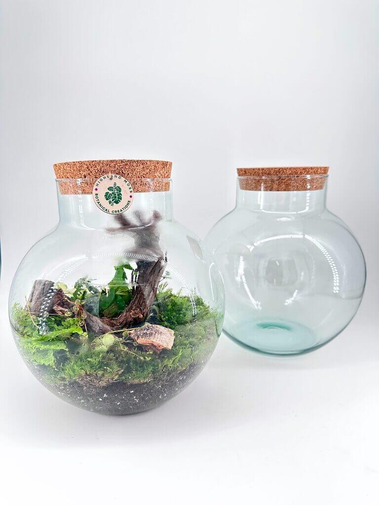 Vibrant glass terrarium with moss and wood creating a mini-ecosystem for home décor.