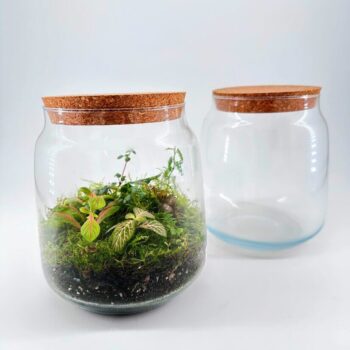 Glass terrarium jar with plants and empty jar, showcasing a miniature ecosystems beauty.