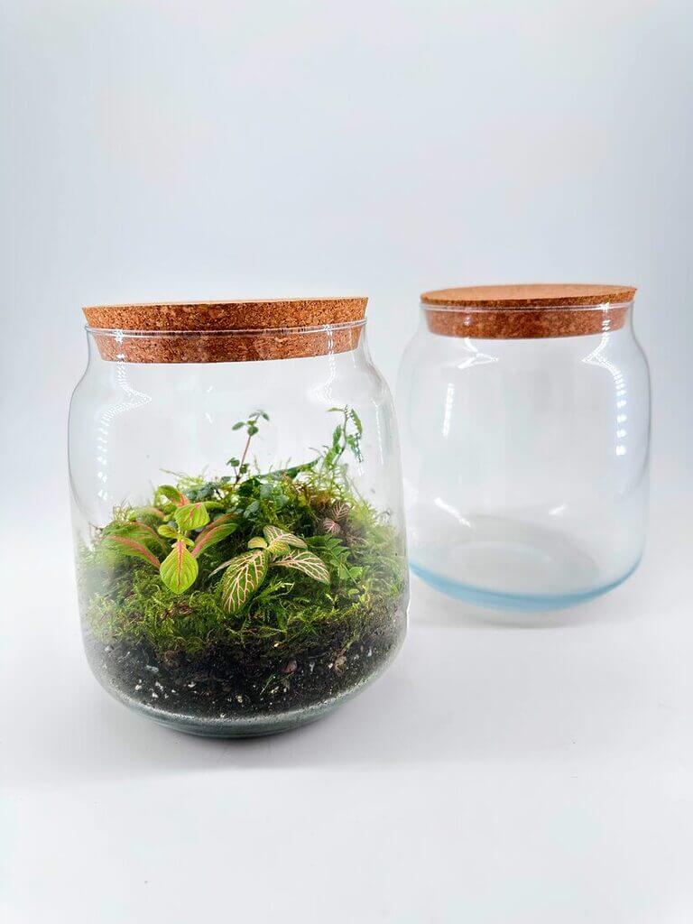 Glass terrarium jar with plants and empty jar, showcasing a miniature ecosystems beauty.