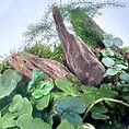 Lush greenery and weathered wood create a serene miniature ecosystem in nature.