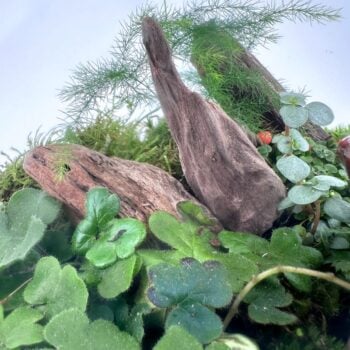 Lush greenery and weathered wood create a serene miniature ecosystem in nature.