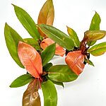 Philodendron Prince Of Orange