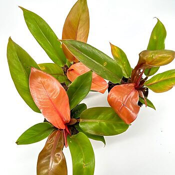 Vibrant tropical plants with striking leaves and peachy-orange flowers against a white background.