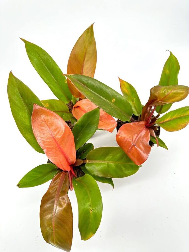 Vibrant tropical plants with striking leaves and peachy-orange flowers against a white background.