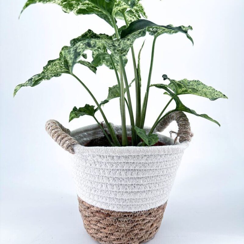 Vibrant Indoor Plant in Stylish Woven Pot Charming indoor houseplant in a woven pot, adding vibrancy and style to home decor.