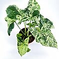 Vibrant indoor plant with variegated leaves in a terracotta pot against a white background.