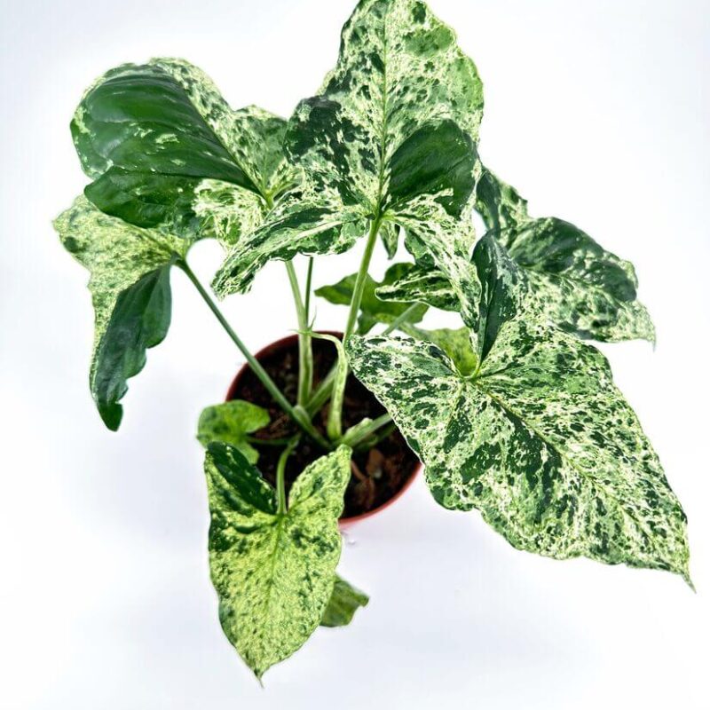 Striking Variegated Indoor Plant in Terracotta Pot Vibrant indoor plant with variegated leaves in a terracotta pot against a white background.