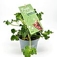 Potted plant with vibrant green leaves, Fresh & Fruity tag, cola fragrance hint.