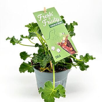 Potted plant with vibrant green leaves, Fresh & Fruity tag, cola fragrance hint.
